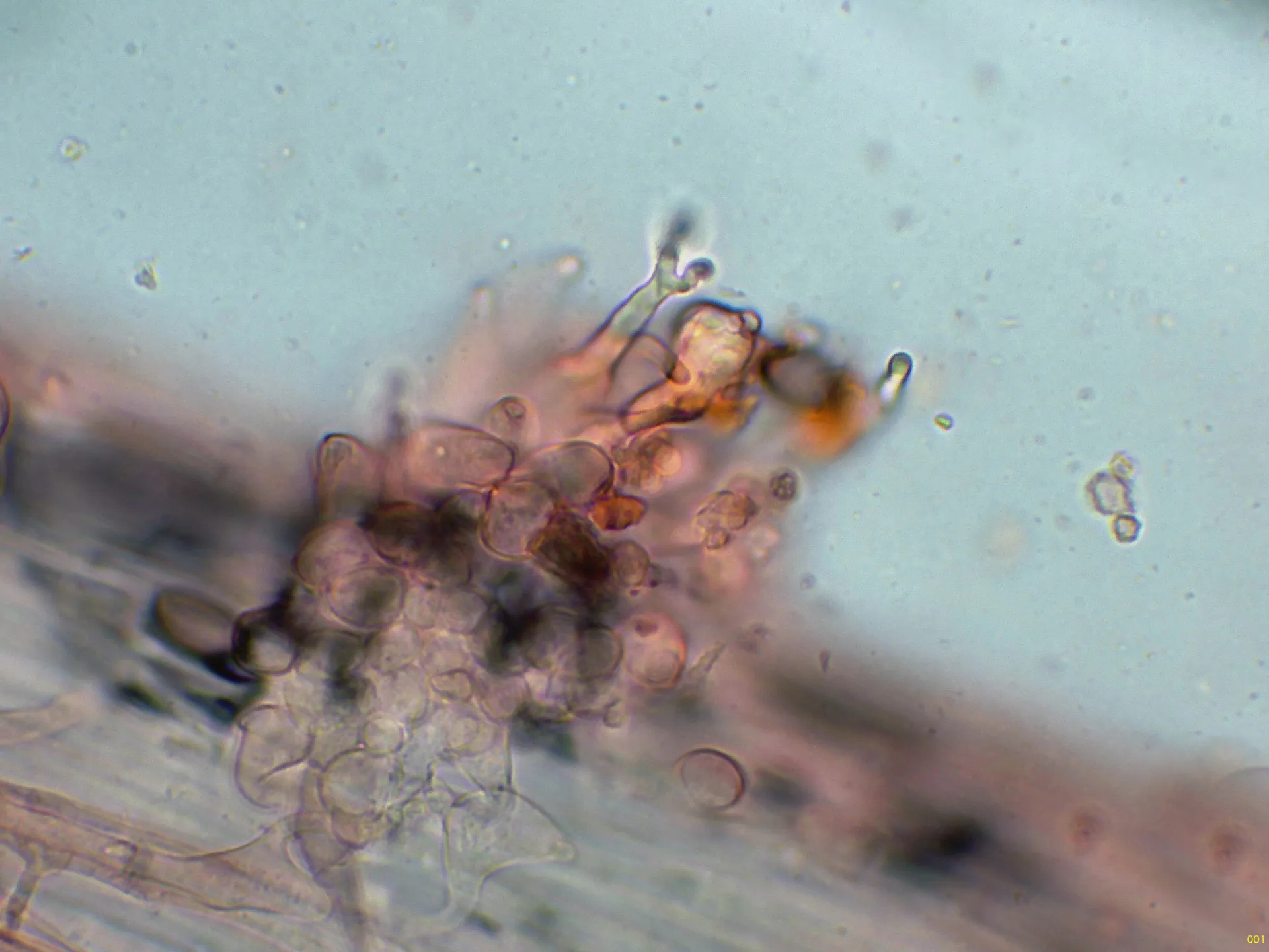 Microscopía de Psilocybe fimetaria - 10 - Caulocistidios-001